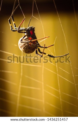 A black and brown colour spider is photographed close up, macro picture,Natural background,spider and spider web. Spiders are creating spider webs.
