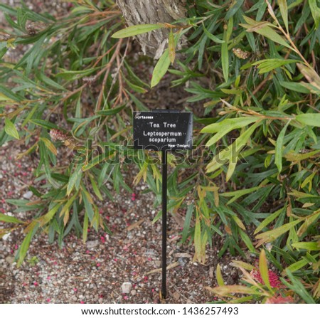 Botanical Identification Label for Tea Tree or Leptospermum scoparium in the Family of Myrtaceae and Native of New Zealand in a Country Cottage Garden in Rural Devon, England, UK