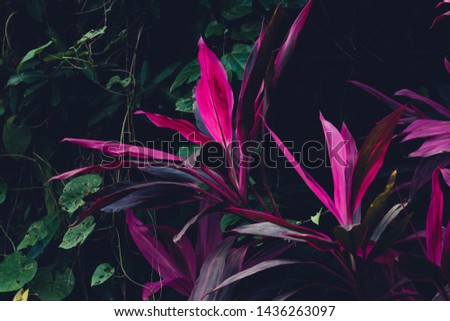Close up of tropical plants dark background.