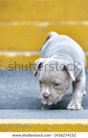Beautiful and cute puppy American bulli on a concrete background, urban stairs. Concept first experience, first steps in life.