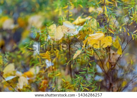 Shrubs and yellow leaves. Autumn forest bush. Nature beautiful blurred background and bokeh. Shallow depth of field. Toned image. Copy space. 