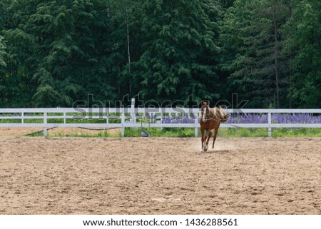 Beautiful brown horse walking in a fenced field on a background of green trees