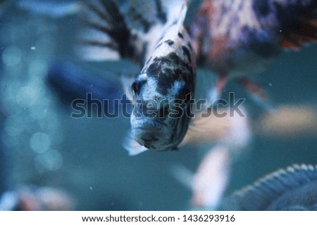 Cichlid close up: Fish forward
