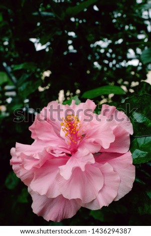 Pink hibiscus flower blooming in nature garden. Selective focus and copy space for text.