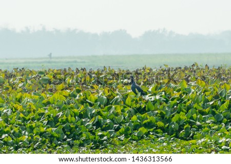 Closeup of Moorhen or swamp hen, a chicken size red beak bird collecting food in lake field with Flowering Water Hyacinth (Eichhornia crassipes) on pond. Ranganathittu Bird Sanctuary, Karnataka India.