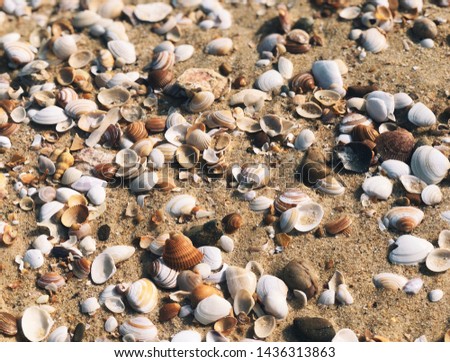 Sea shells on sand close up for summer wallpapers