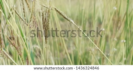 Fresh grass natural background in morning time in field countryside,copy space,freedom happy time.