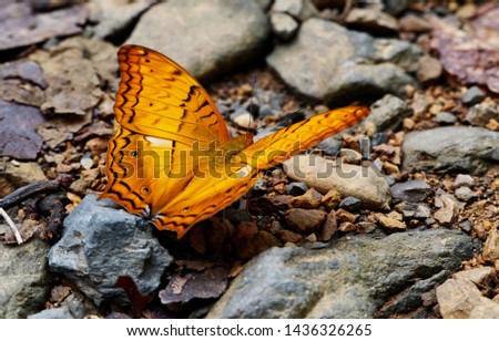 Butterfly perched on a rock