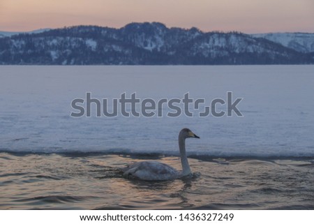 Whooper swans  (Cygnus cygnus) at Kussharo lake Hokkaido