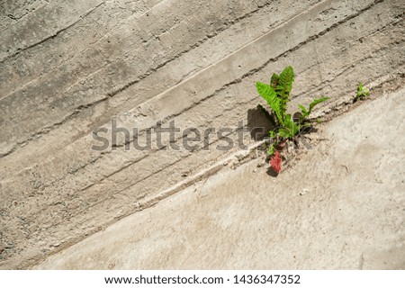 Weed growing through crack in cement wall