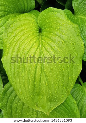 Water drops on the green leaf