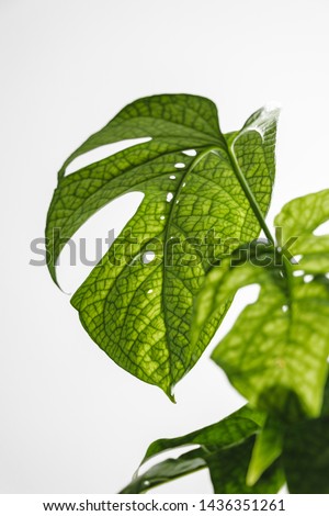 Monstera leaves on a white background, creative tropical plant concept, Amydrium Medium or Monstera Spiderman