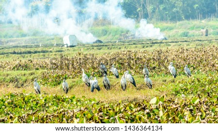 Indian black ibis water bird, spotted in a pond filled with Water Hyacinth, struggling to survive from pollution in its feeding ground. Human garbage smoke in background. World environment day concept