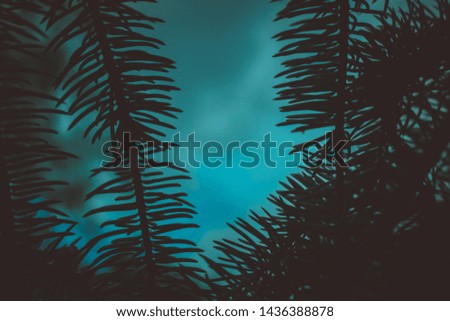 shaded branches of a coniferous tree on an aquamarine background
