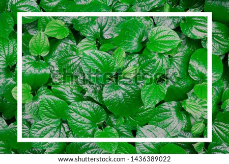 Tropical leaf with white frame. creative layout concept