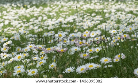 daisy flowers on a spring flowering meadow in the botanical garden, daylight