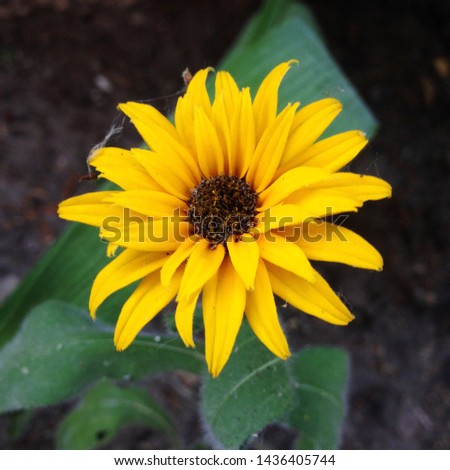 Macro photo nature flower yellow daisy. Texture background blooming yellow daisy looks like a sunflower. An image of yellow daisy flowers