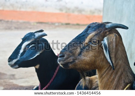 this is a picture taken from my firm. picture of two Indian goat.