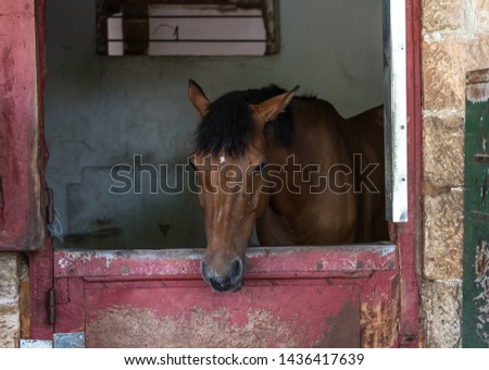 Horse headshot, closeup in daylight, in stable equestrian club. Different poses. 