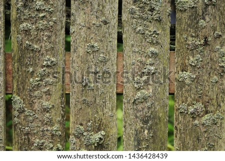 Old wooden fence covered with lichen. Natural texture of a wooden fence with lichen. Natural background of old moss covered fence. Lichen grows on an old wooden fence.
