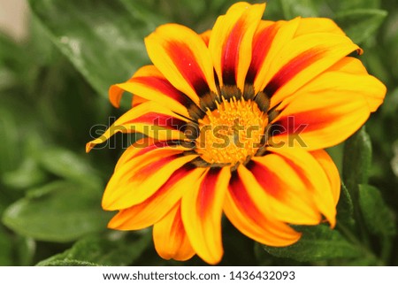 flower orange and red macro