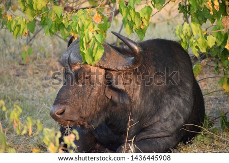 Landscape photograph of a big male African buffalo lying on the ground under a tree with sunset light. Pictures was taken at Chobe National Park in Botswana.