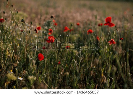 Photo of poppy field on sunset background. Red poppies on the field. Postcard to the day of victory. Postcard with poppies.