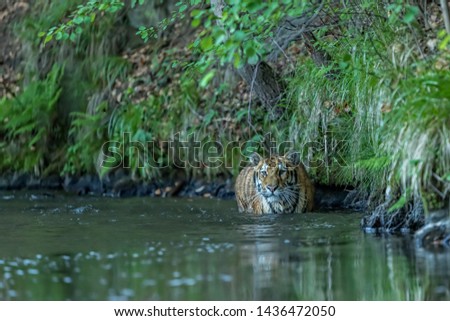 majestic siberian tiger walking in water in forest