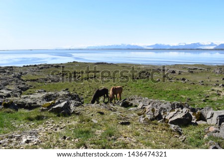 Beautiful wild Icelandic horses with mountains and a blue lake in background