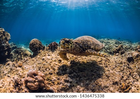 Turtle swim over coral bottom in underwater ocean.