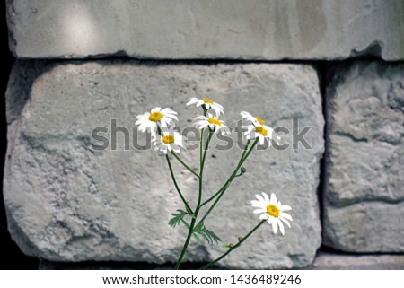 Whte blooming camomile flowers against the stone wall. Rustic view.
