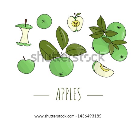 Vector colored set of hand drawn apples. Illustration of autumn harvest. Home made food theme