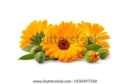 Calendula. Flowers with leaves isolated on white Royalty-Free Stock Photo #1436497568