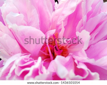Beautiful pink peony background close up.