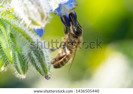 Honey bee hanging on a purple flower in search of nectar with a beautiful colourful background