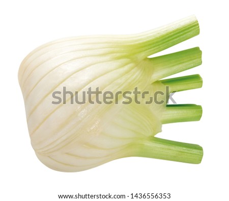 fresh bulb of fennel, isolated