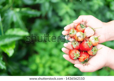 Hand holding fresh strawberry with green nature background, selective focus