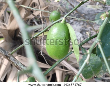 Green lemon in the rural garden