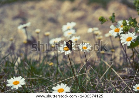 A butterfly on the daisy. Taken at Kackar Mountains, Black Sea / Karadeniz region of Turkey.
