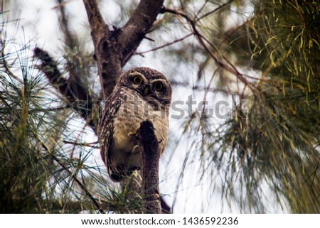 Collared pygmy owl is a cute big eyes animal. Who found it and collected the pictures back to be very proud