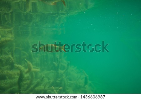 Rutilus rutilus - Roach fish in a beautiful lake in austria, underwater photography in a lake