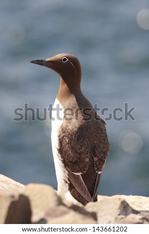 uria guillemont penguin northern arctic seabird that visit the cliffs for nesting English and Scottish islands make england europe nature reserve