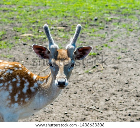 Axis deer in nature conservation reserve park, Europe