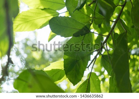 Nature landscape view of green leaf in garden at summer under sunlight in blur style with bokeh. Close up of beautiful nature pattern of green tree leaves for web header. Detail of leaves and branch
