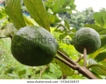 Green guava in the village garden