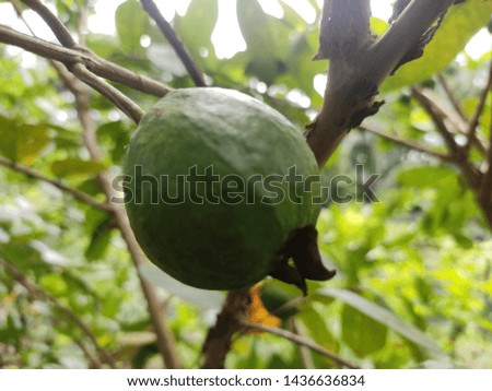 Green guava in the village garden