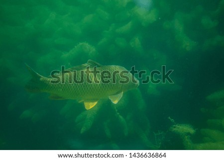 carp under water photography in a lake in Austria, amazing underwater fish photography