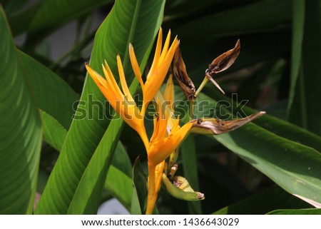 A yellow heliconia or lobster claw flower blooming in morning sun light natural backgroud.