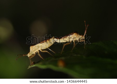 Macro shoot of brown bug