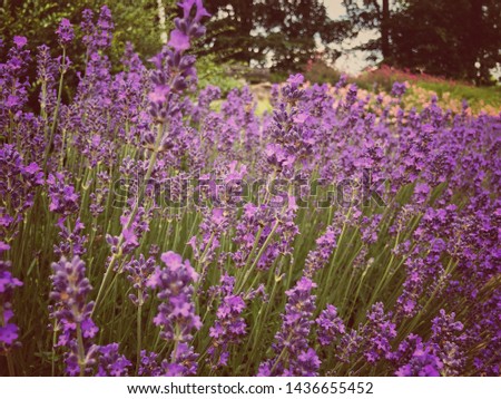 Lavender field, purple background texture 